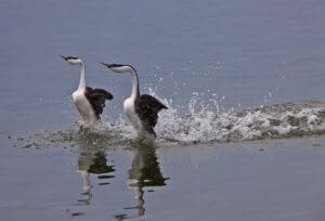 birdwatching and the dancing grebes at Crystal Creek Mountain Lodge